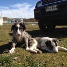 sheepdog puppies in Chile