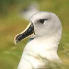 Albatross photographed by Dr. Ralph Vanstreels