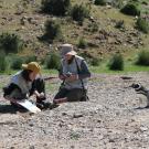magellanic penguin sampling