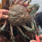 crab trapped in lost fishing gear