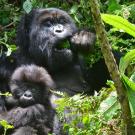 mountain gorilla mother chewing plant with baby