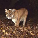 P-22 mountain lion