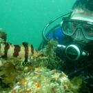 scuba diver surveying fish