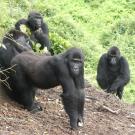 grauer's gorillas released in mount tshiaberimu