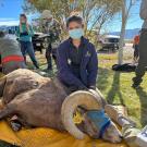 Jane Riner with bighorn sheep
