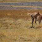 vicuna scratching