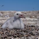 Fluffy albatross chick resting on pebbly beach, beak open under clear blue sky
