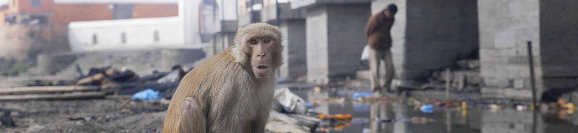 Rhesus macaque in Nepal