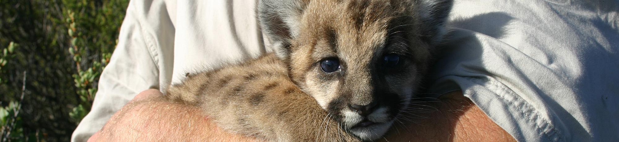 baby mountain lion