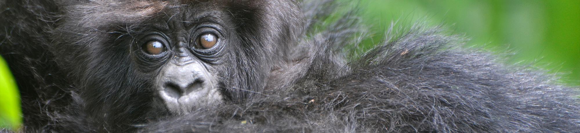 baby gorilla close-up