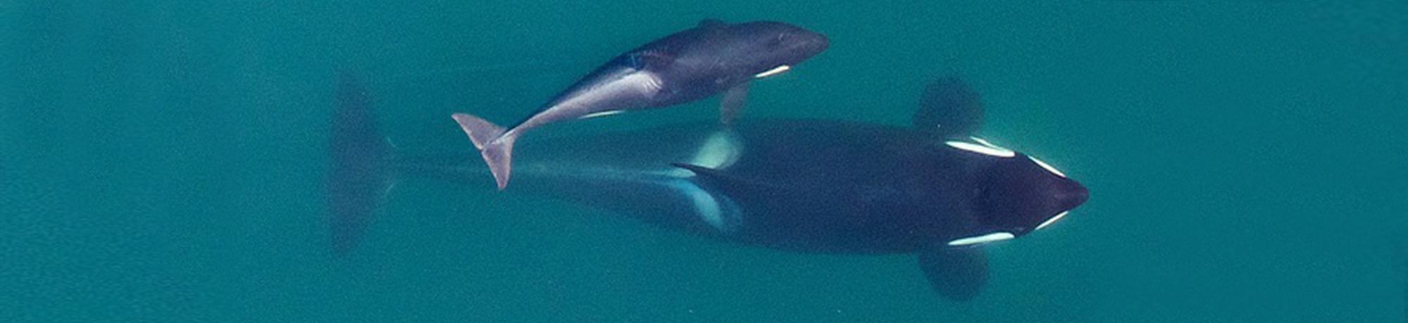 J50 killer whale and baby
