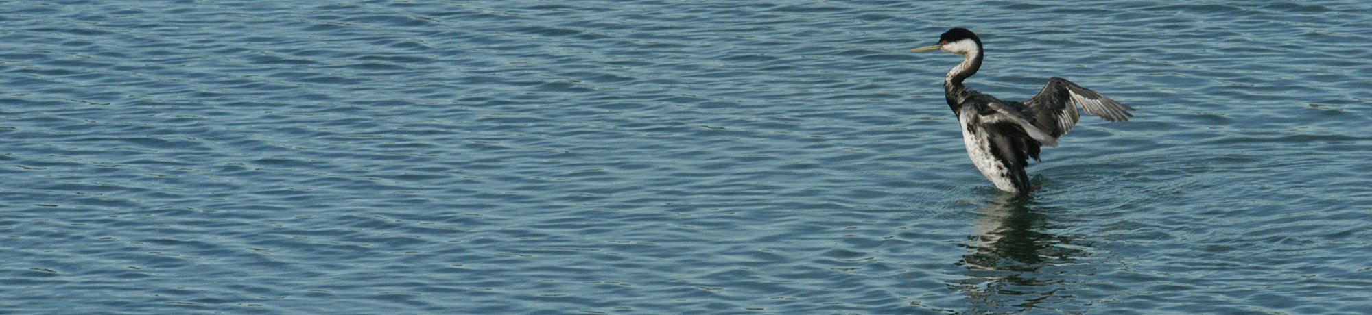 swimming grebe