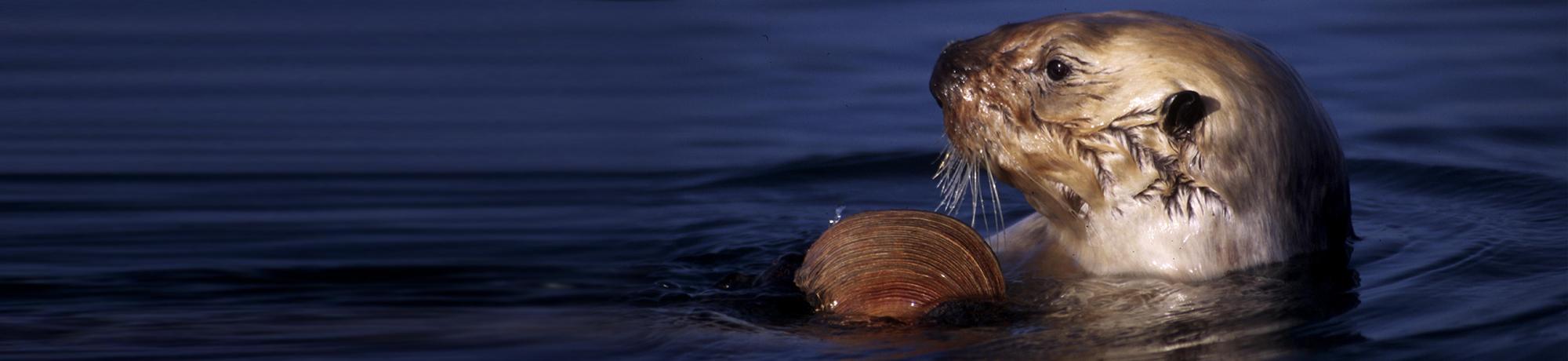 sea otter