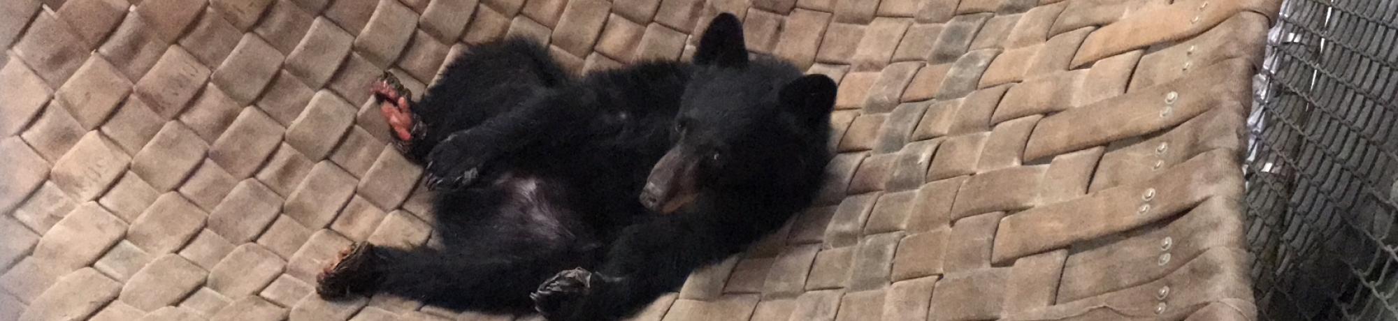 carr fire bear