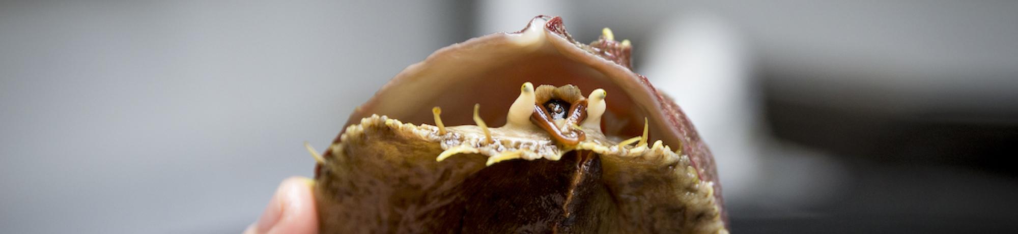 white abalone