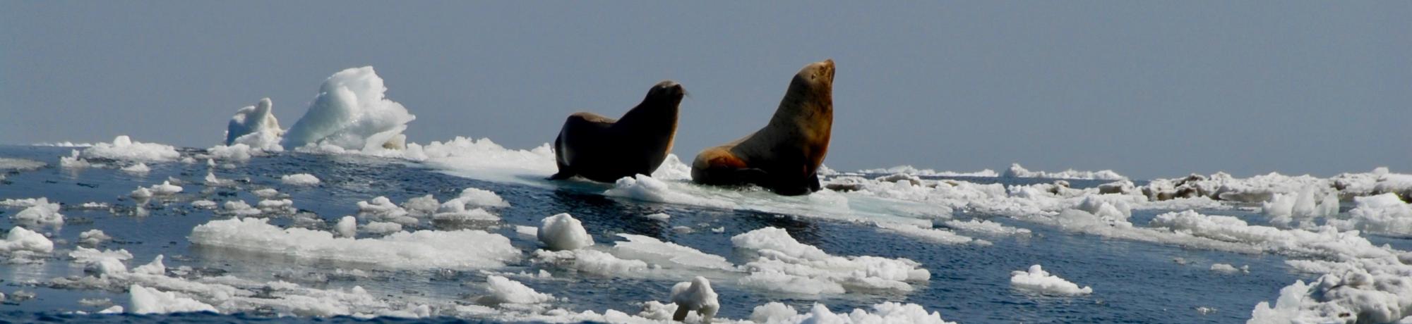 steller sea lions