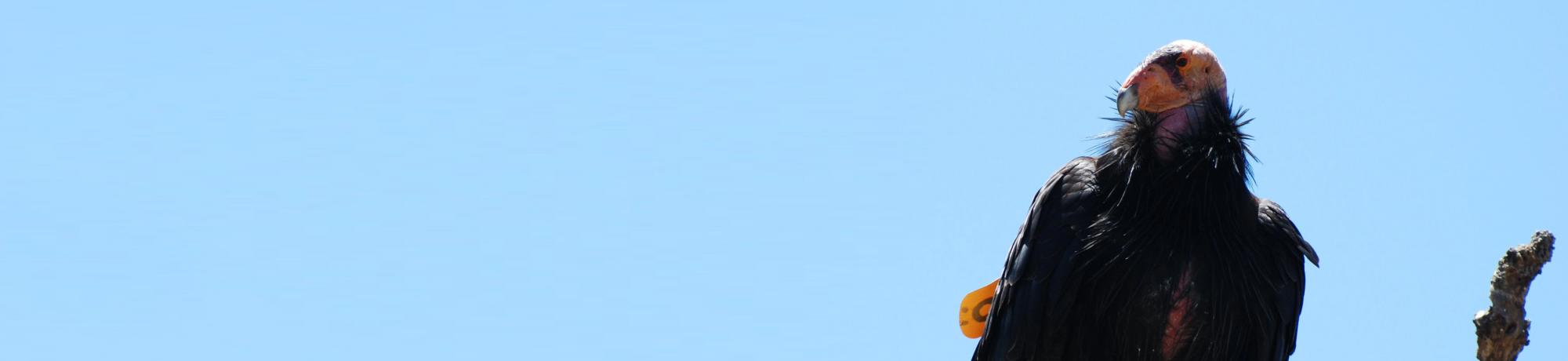 california condor