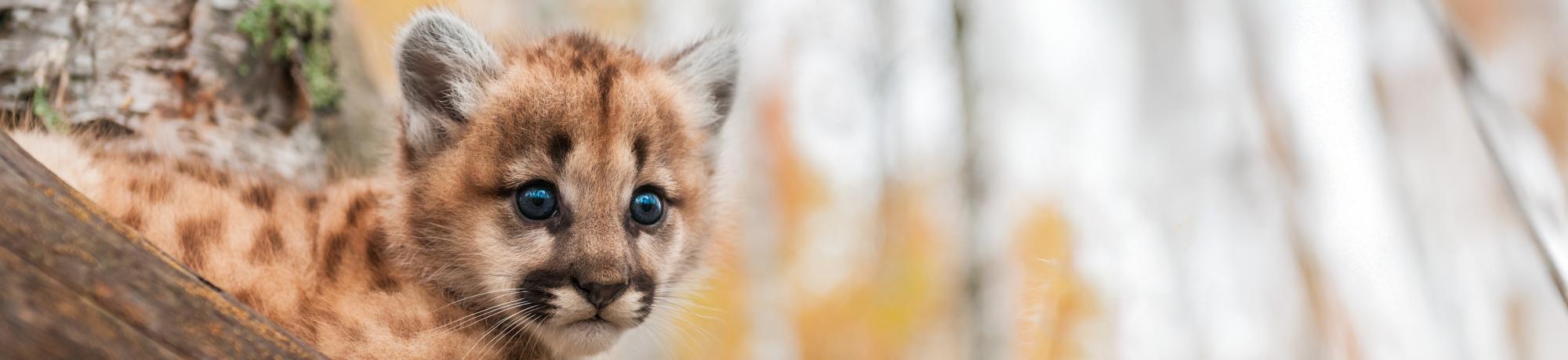 mountain lion kitten