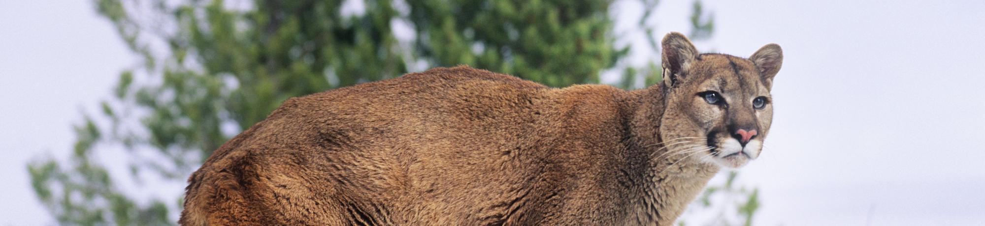 mountain lion