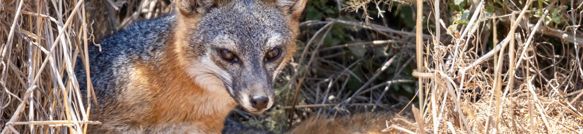 Catalina Island fox