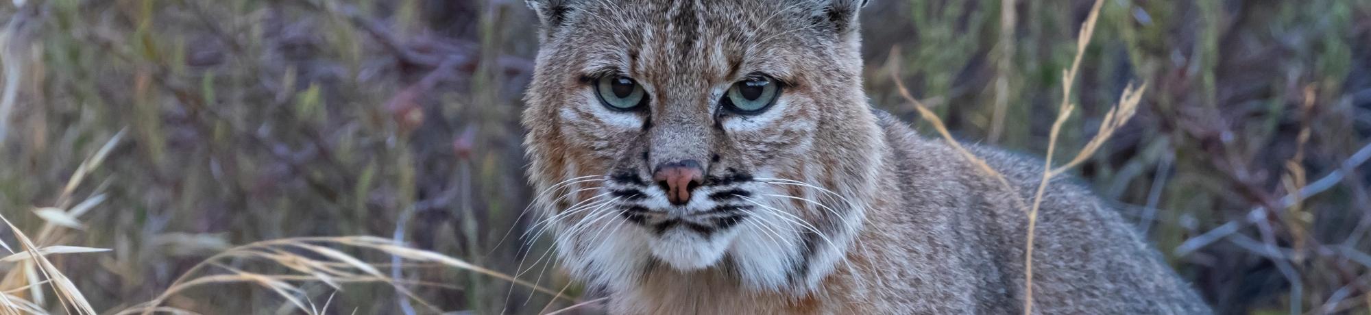 bobcat