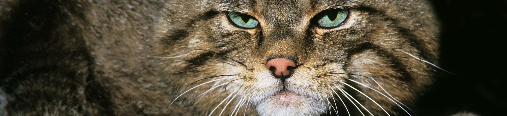 european wildcat