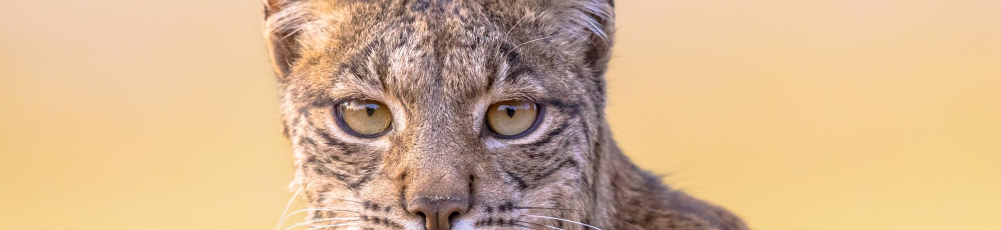 Iberian lynx