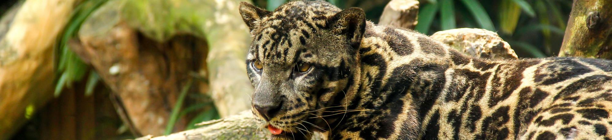 Sunda clouded leopard