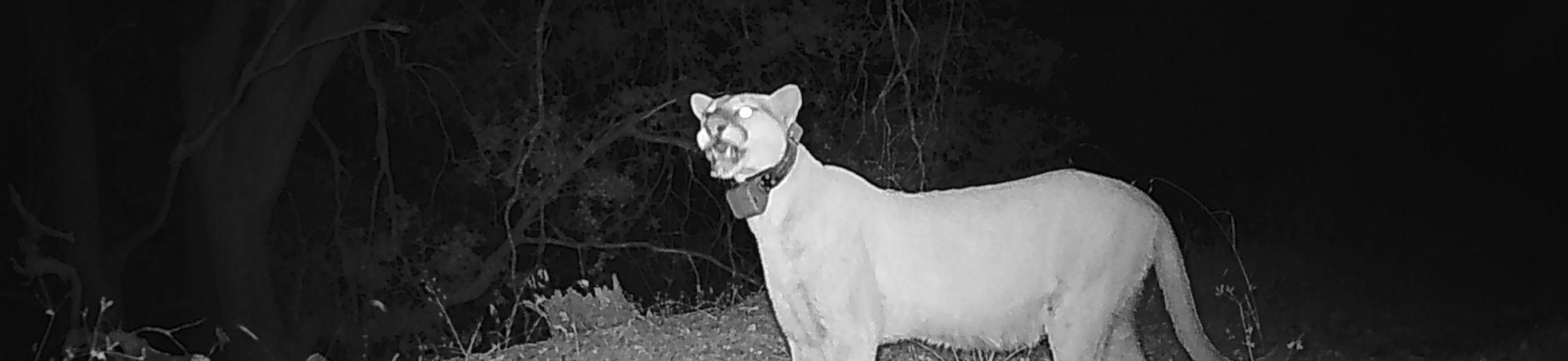 california mountain lion black and white trail cam photo