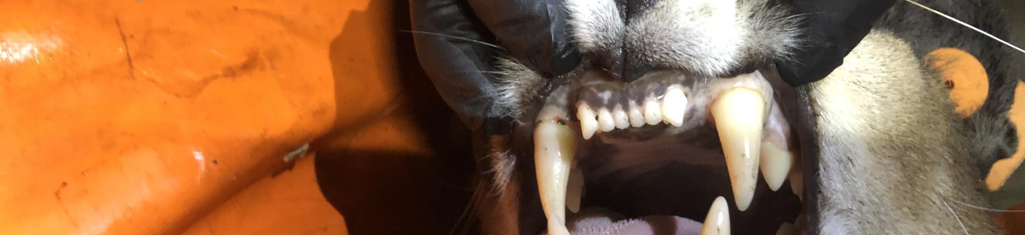 mountain lion teeth