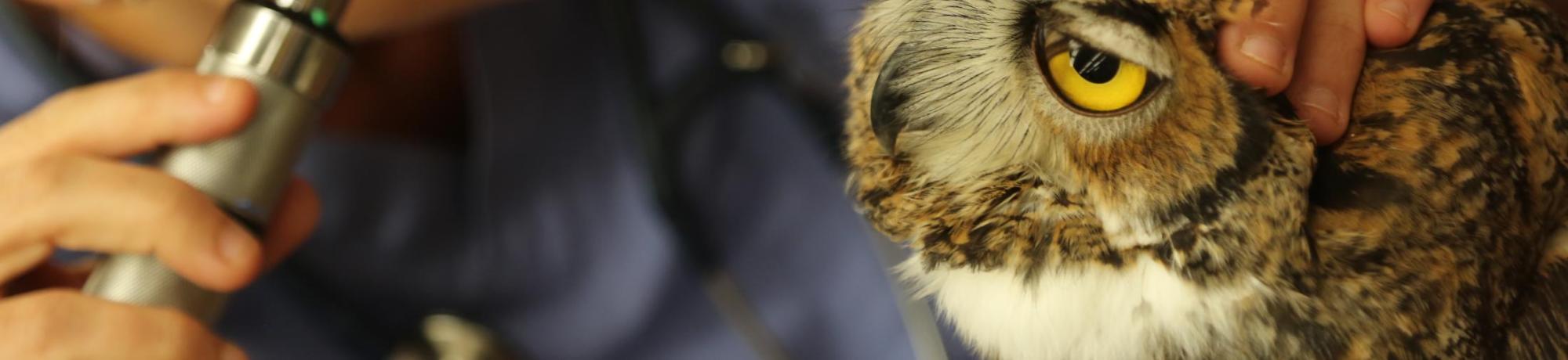 veterinarian examining owl eye