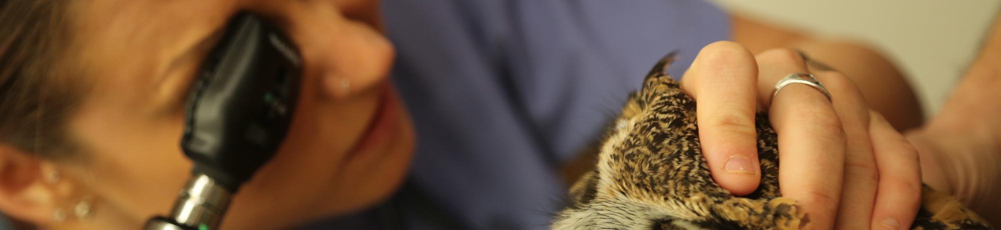 veterinarian examining owl eye