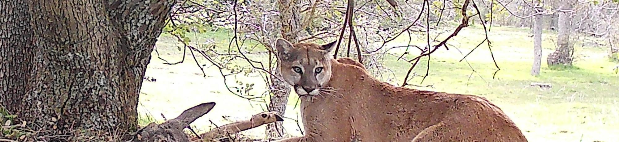 mountain lion eating prey