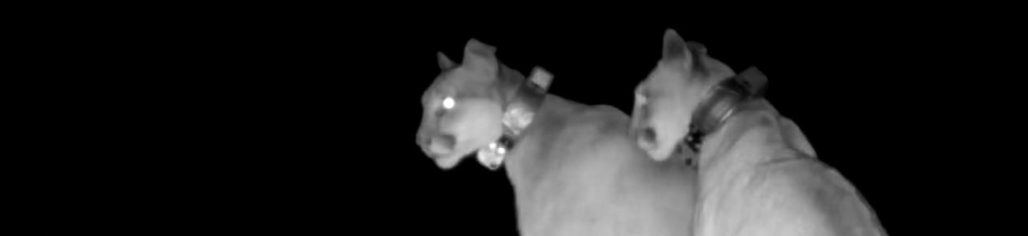 mountain lion trail camera