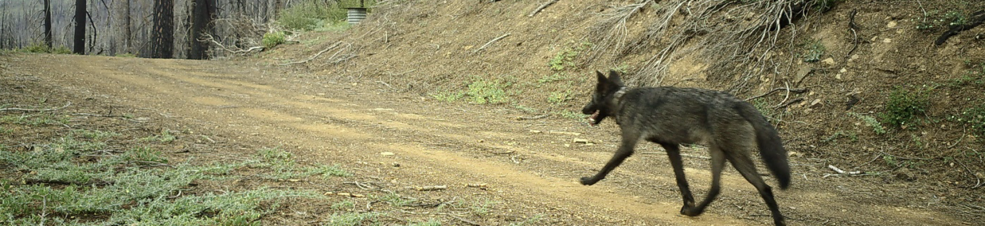 california wolf
