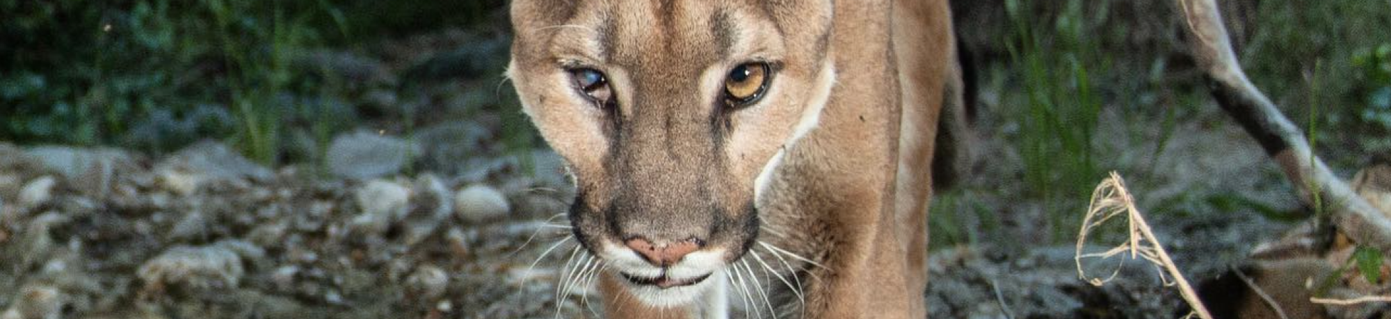 uno mountain lion