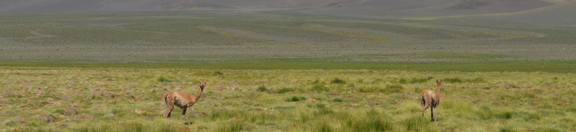 Vicuna in Patagonia