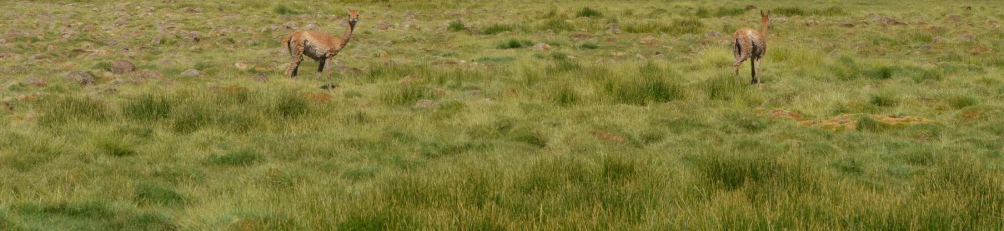 Vicuna in Patagonia