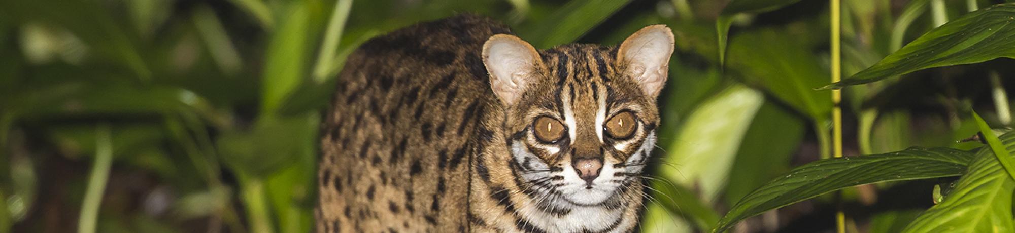 Sunda Leopard Cat
